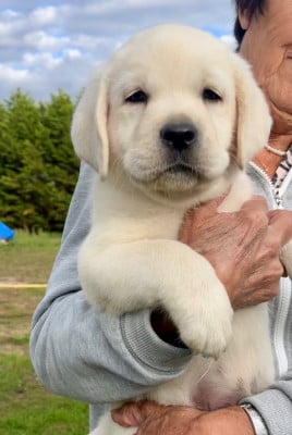 Les chiots de Labrador Retriever
