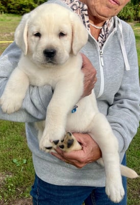 Les chiots de Labrador Retriever
