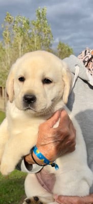Les chiots de Labrador Retriever