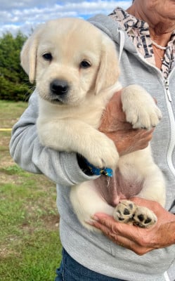 Les chiots de Labrador Retriever