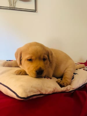 Les chiots de Labrador Retriever