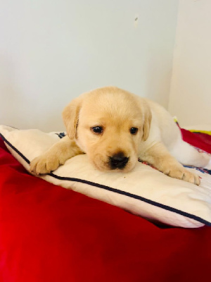 Les chiots de Labrador Retriever
