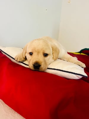 Les chiots de Labrador Retriever