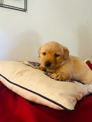 Les chiots de Labrador Retriever