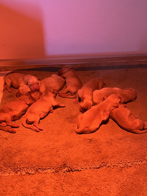 Labrador Retriever - Des Iris De Grande Briere