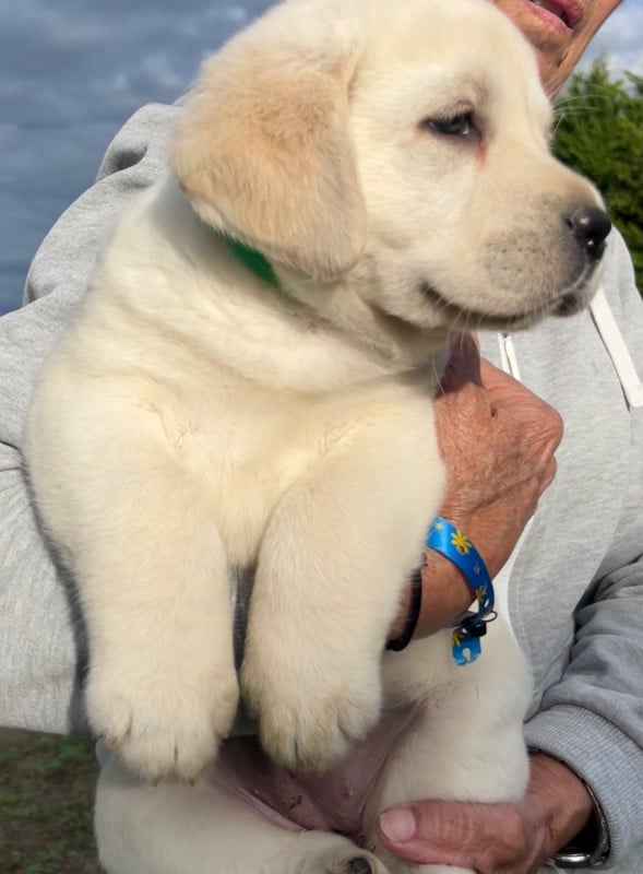 Labrador Retriever - Des Iris De Grande Briere