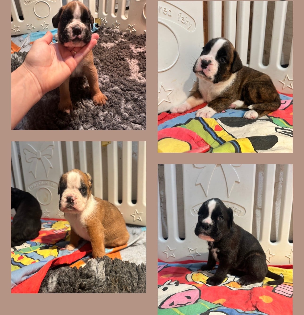 Boxer - de l'épopée d'amour de Menhir