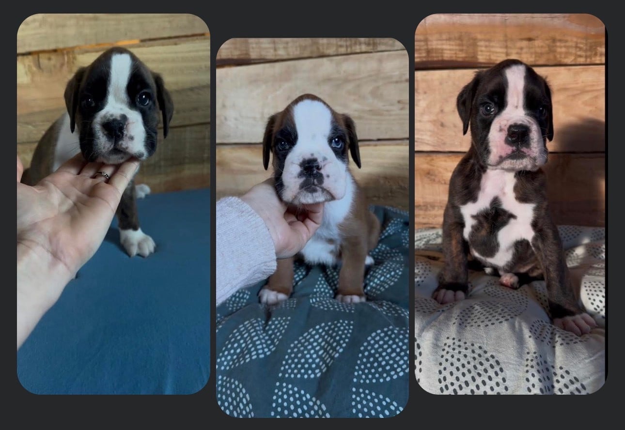 Boxer - de l'épopée d'amour de Menhir