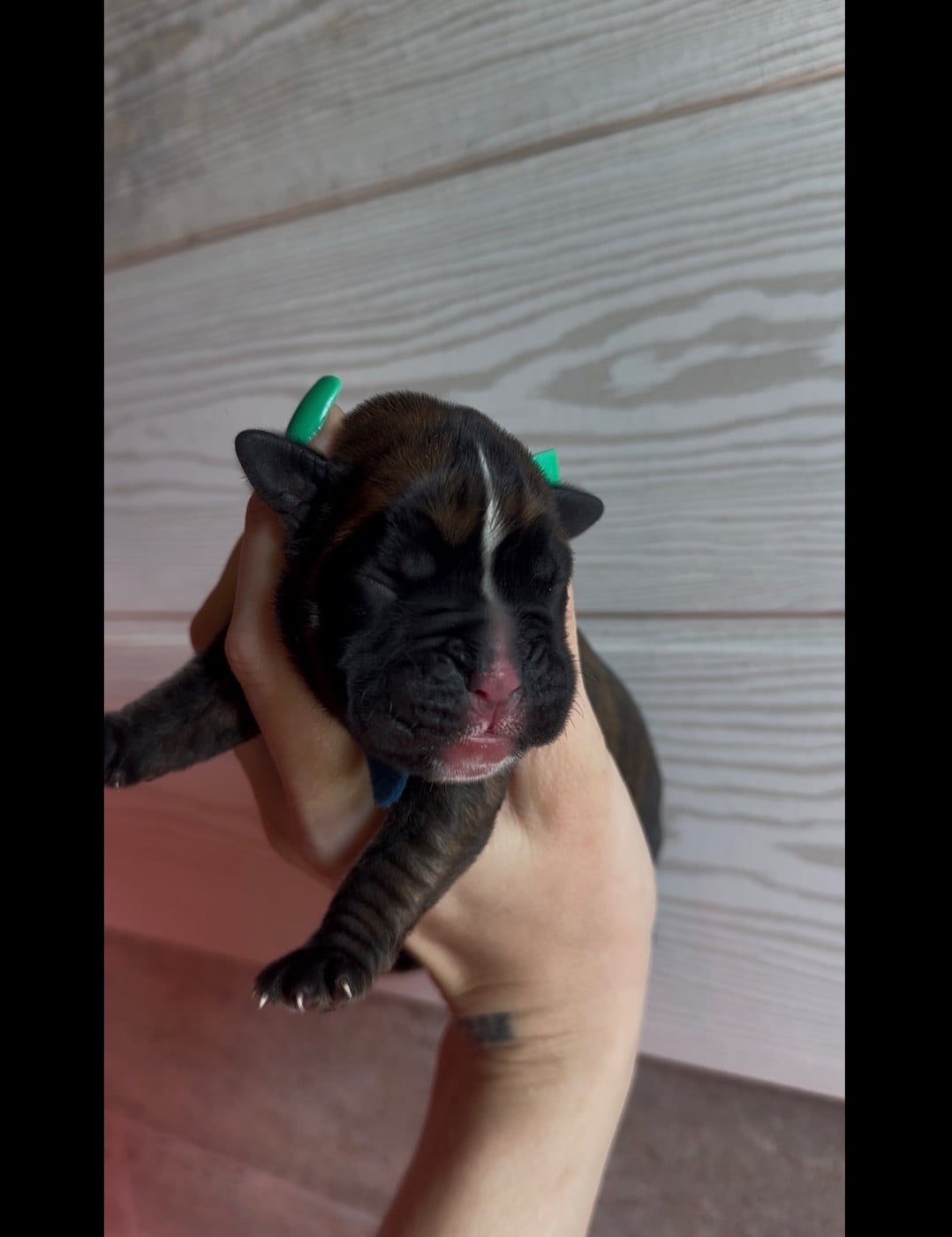 Boxer - de l'épopée d'amour de Menhir