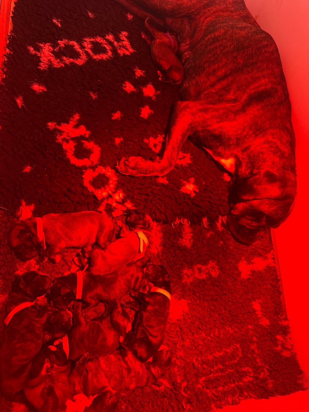 Boxer - de l'épopée d'amour de Menhir