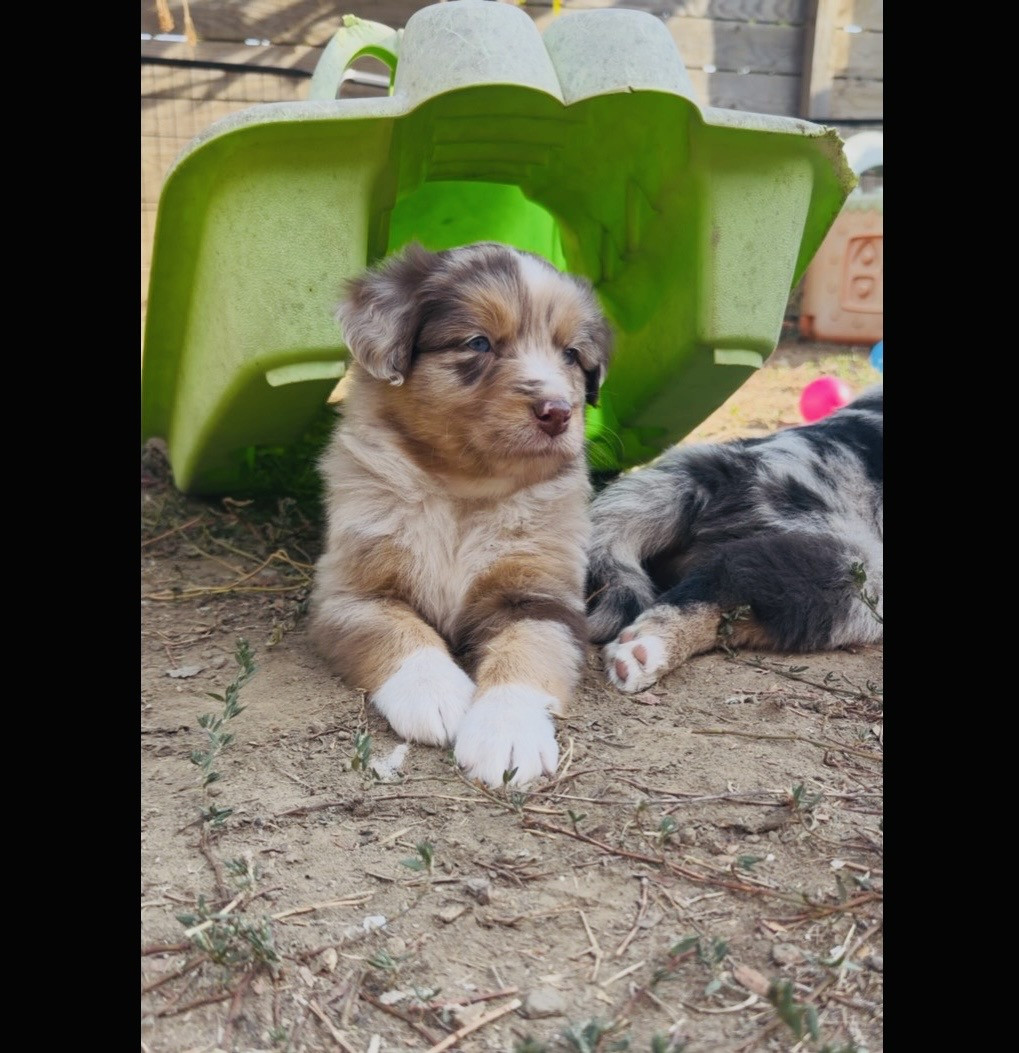 Baby boss