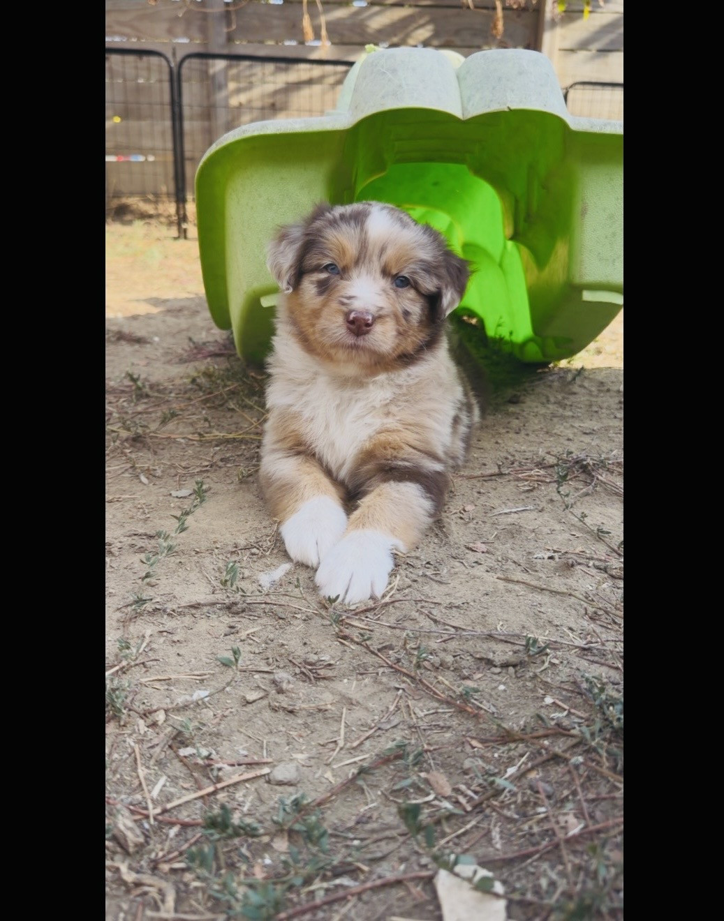 Baby boss
