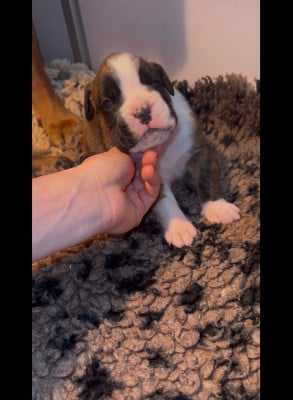 Les chiots de Boxer