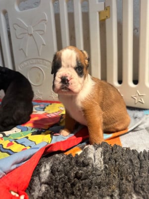 Les chiots de Boxer