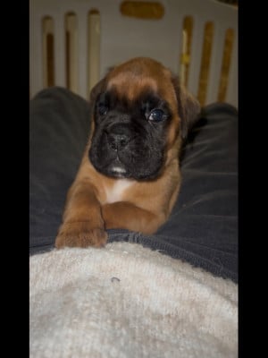Les chiots de Boxer