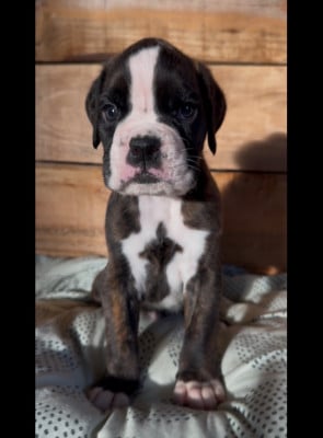 Les chiots de Boxer