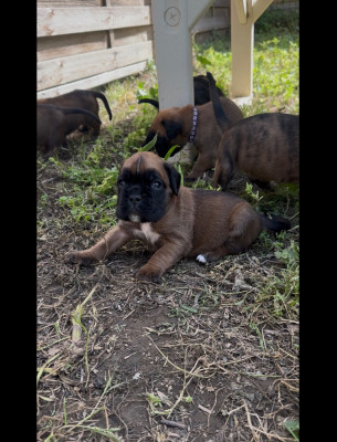 Les chiots de Boxer
