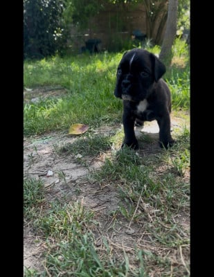 Les chiots de Boxer