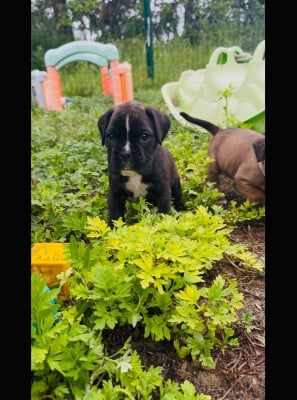Les chiots de Boxer