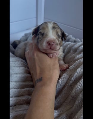 Les chiots de Berger Australien