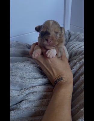 Les chiots de Berger Australien