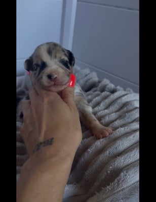 Les chiots de Berger Australien