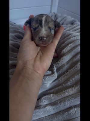 Les chiots de Berger Australien