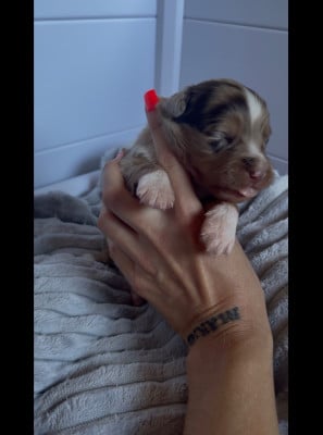 Les chiots de Berger Australien