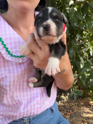 Les chiots de Berger Australien