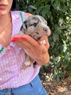 Les chiots de Berger Australien