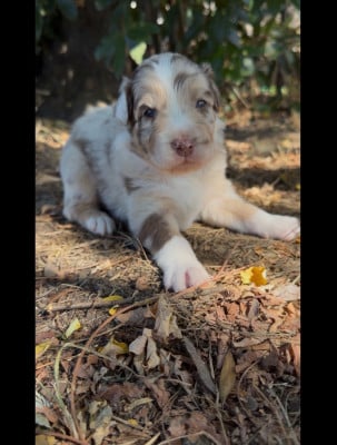 Les chiots de Berger Australien