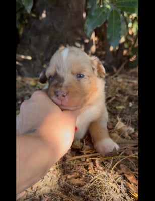 Les chiots de Berger Australien