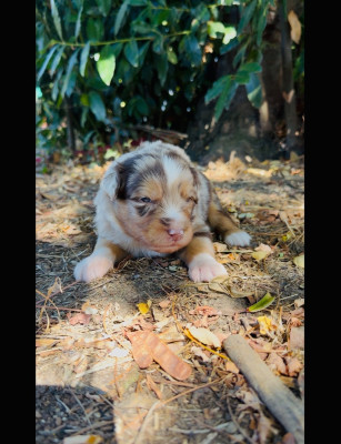 Les chiots de Berger Australien
