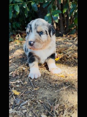 Les chiots de Berger Australien