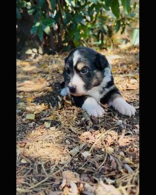 Les chiots de Berger Australien