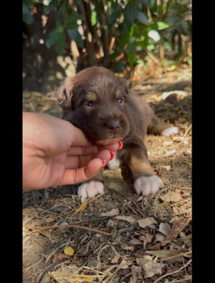 Les chiots de Berger Australien
