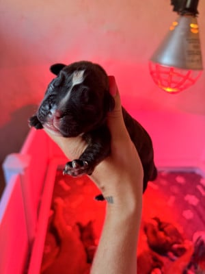 CHIOT 1 - Boxer