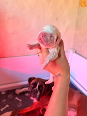 CHIOT 2 - Boxer