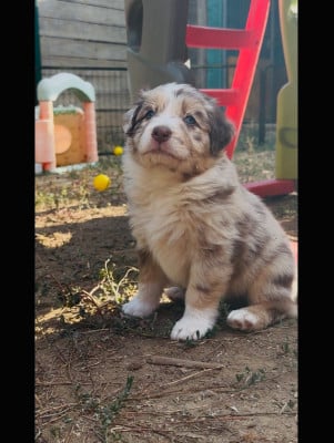 Les chiots de Berger Australien