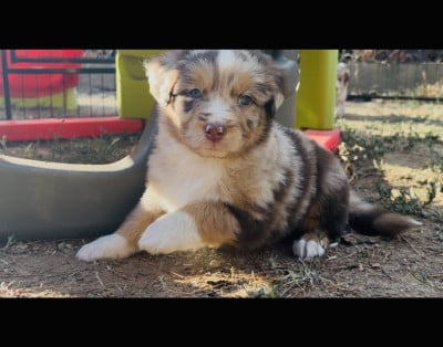 Les chiots de Berger Australien