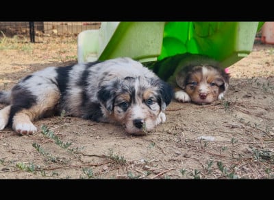 Les chiots de Berger Australien