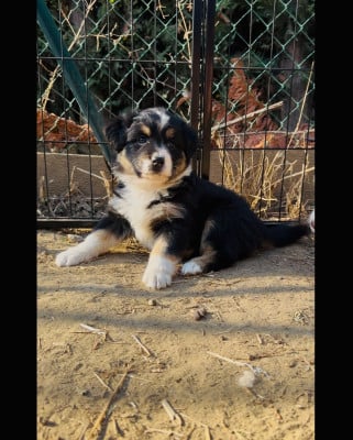 Les chiots de Berger Australien