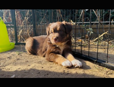 Les chiots de Berger Australien