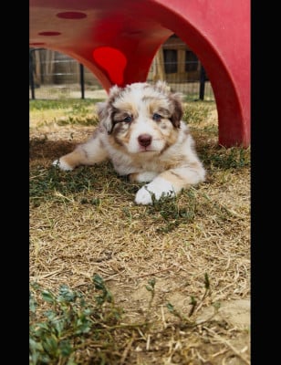 Les chiots de Berger Australien