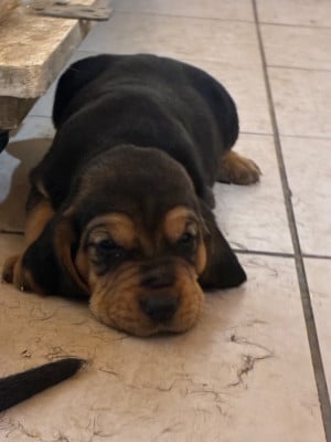Les chiots de Bruno St Hubert Français