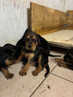 Les chiots de Bruno St Hubert Français