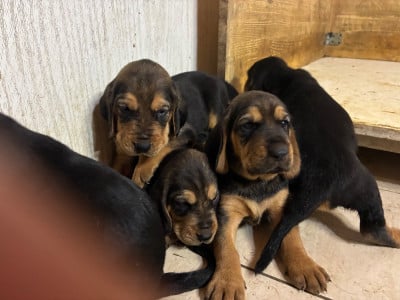 Les chiots de Bruno St Hubert Français
