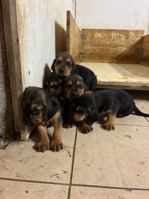 Les chiots de Bruno St Hubert Français