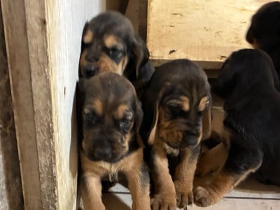 Les chiots de Bruno St Hubert Français