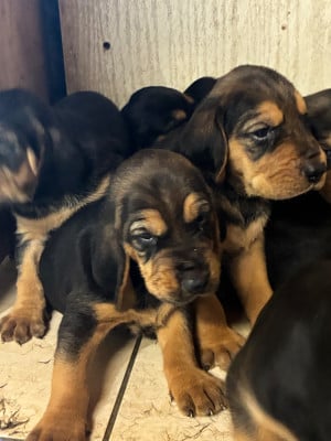 Les chiots de Bruno St Hubert Français